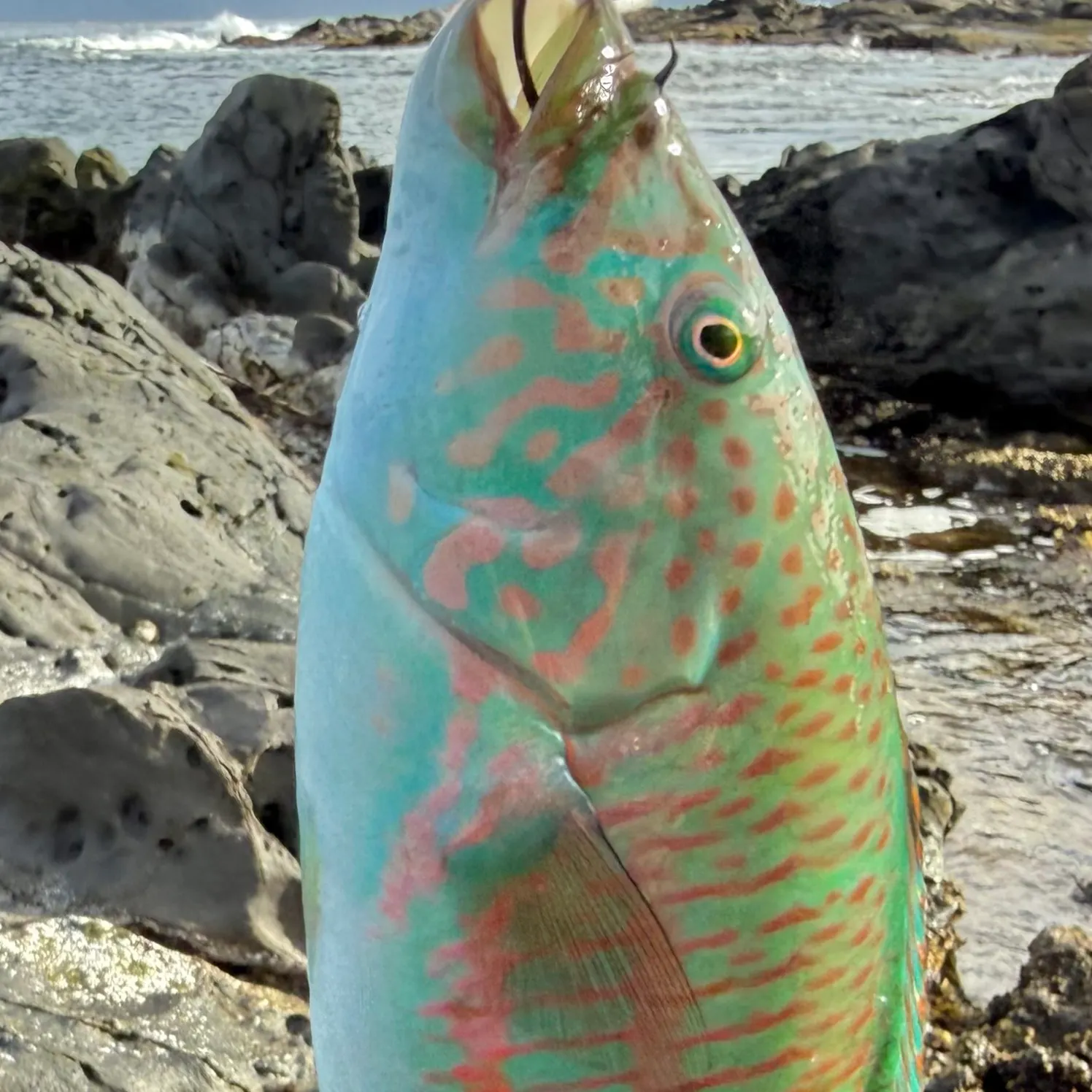 The most recent Surge wrasse catches on Fishbrain