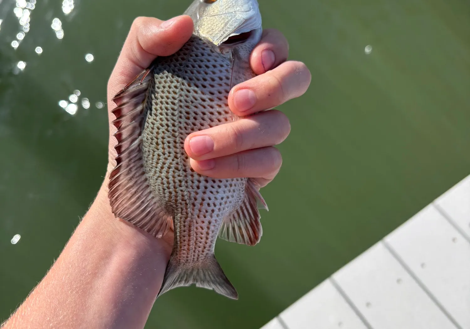 Cubera snapper