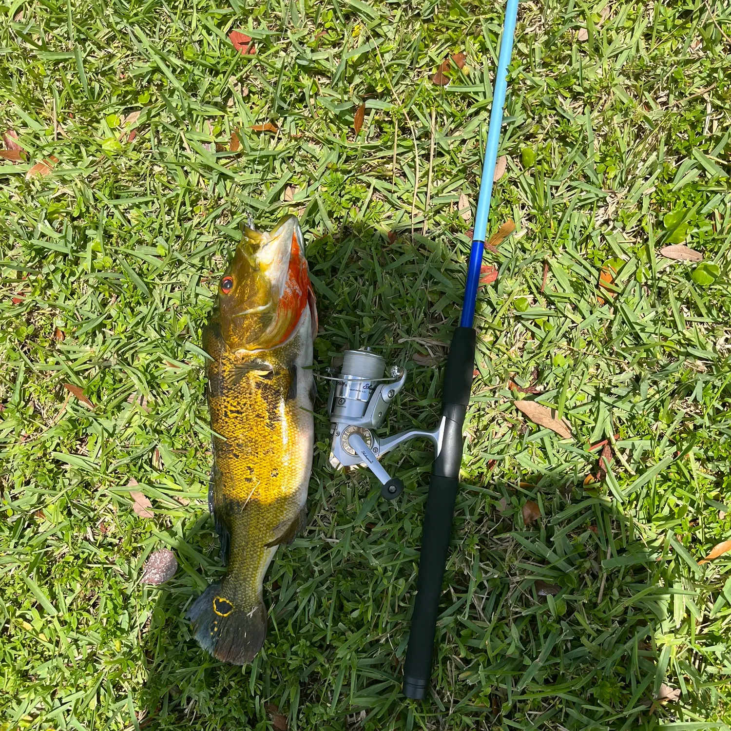 Butterfly peacock bass caught on Fishbrain