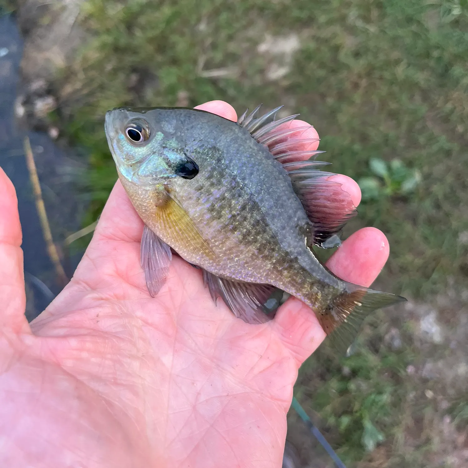 Bluegill caught on Fishbrain