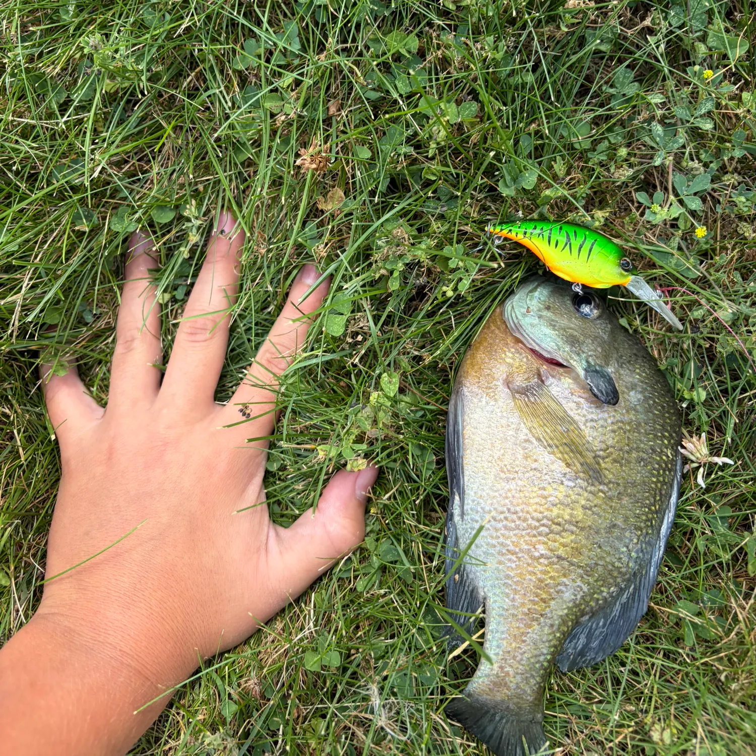 Bluegill caught on Fishbrain