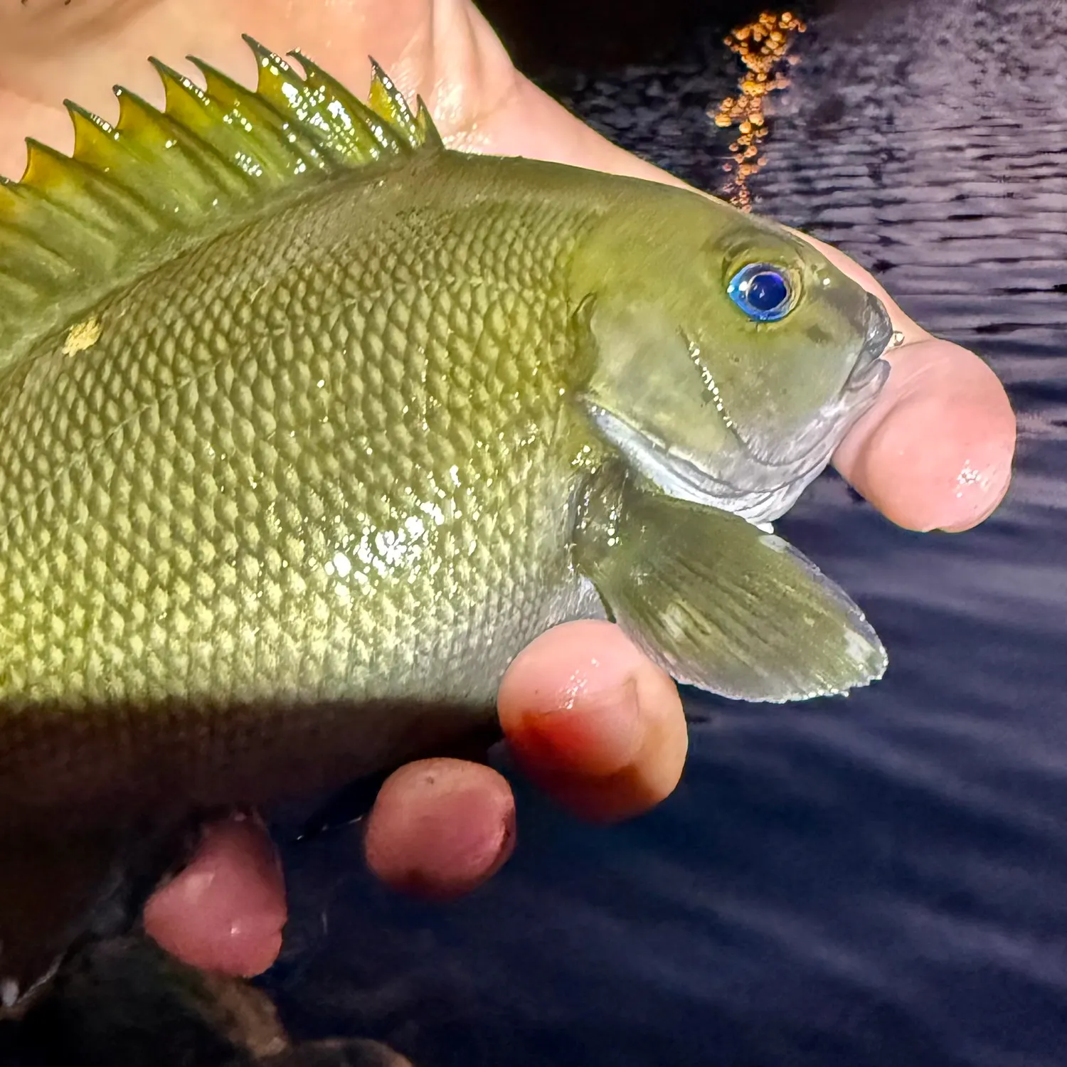 The most recent Opaleye catches on Fishbrain