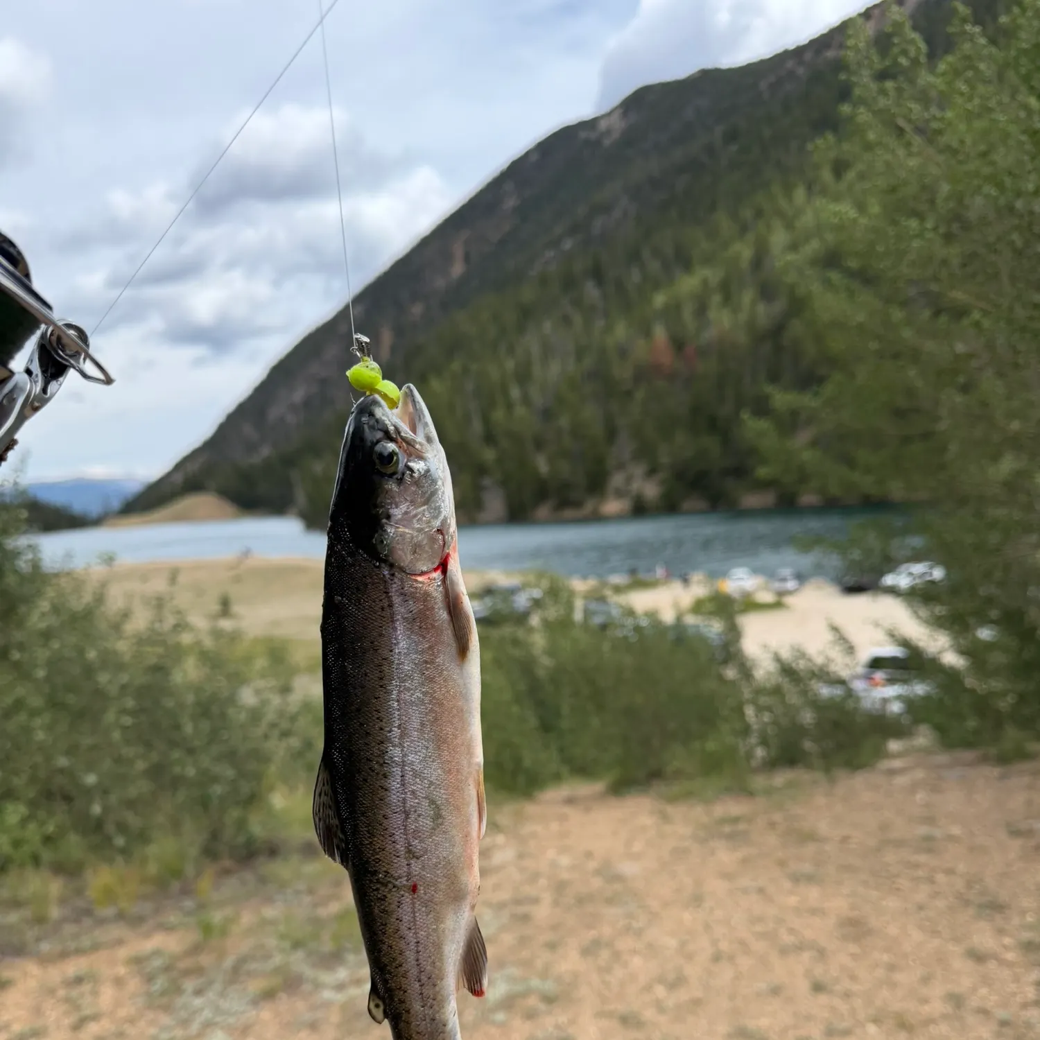 Rainbow trout caught on Fishbrain