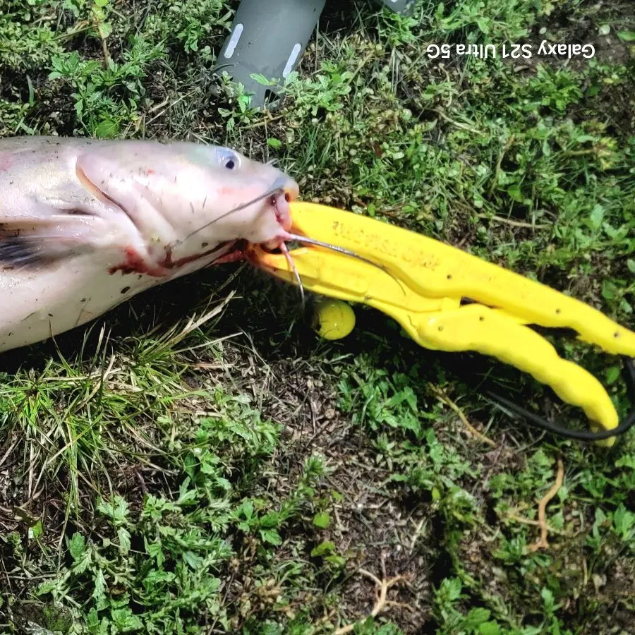 Channel catfish caught on Fishbrain