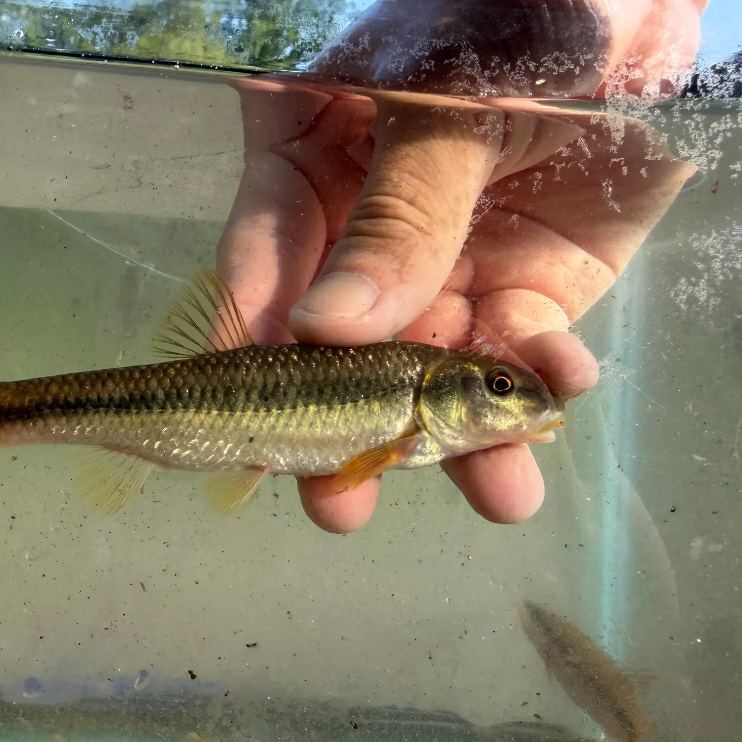 Bluehead chub caught on Fishbrain