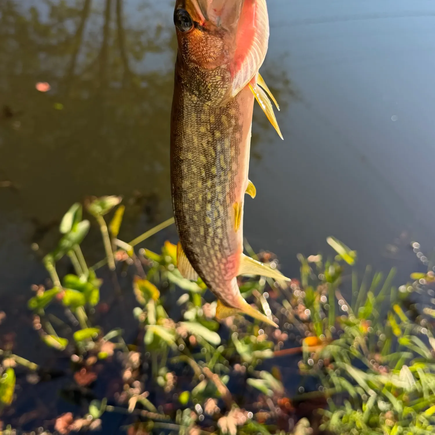 Chain pickerel caught on Fishbrain