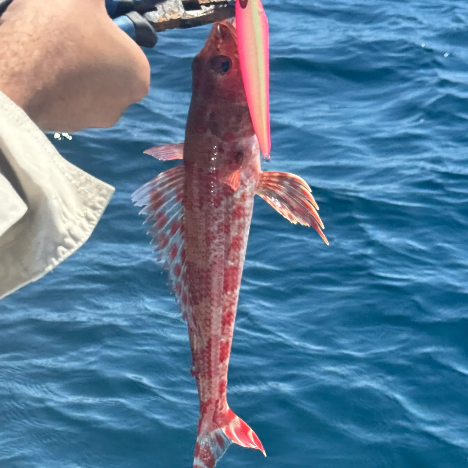 The most recent Sergeant Baker catches on Fishbrain