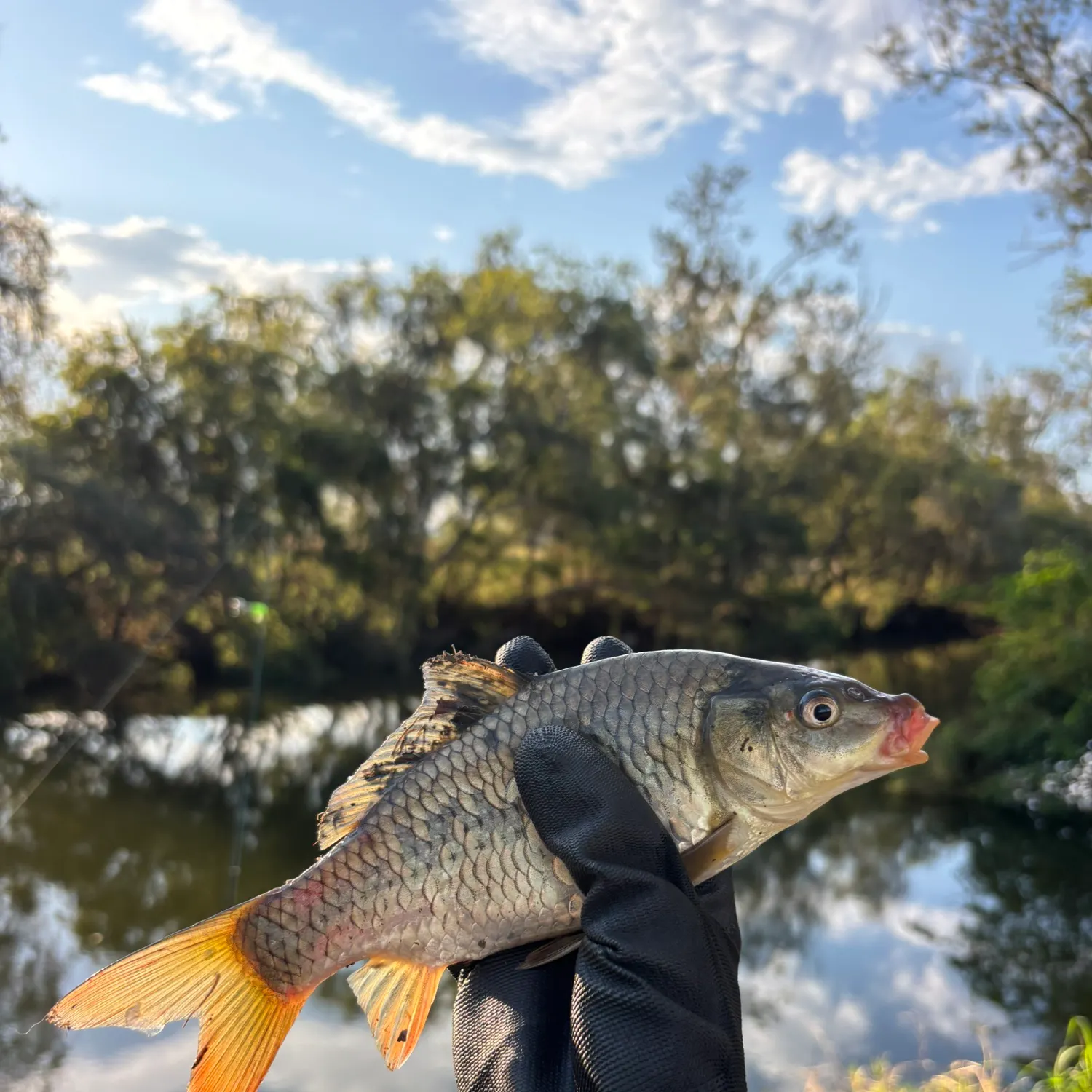 Common carp caught on Fishbrain
