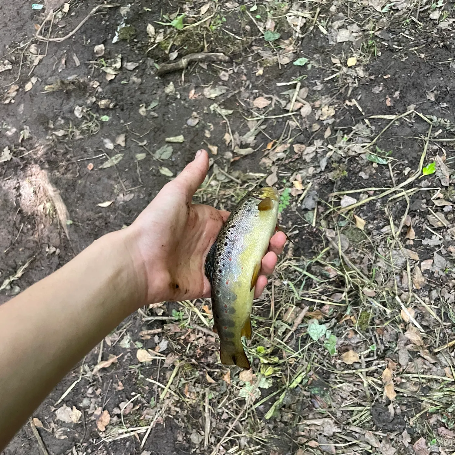 The most recent Brown trout catches on Fishbrain