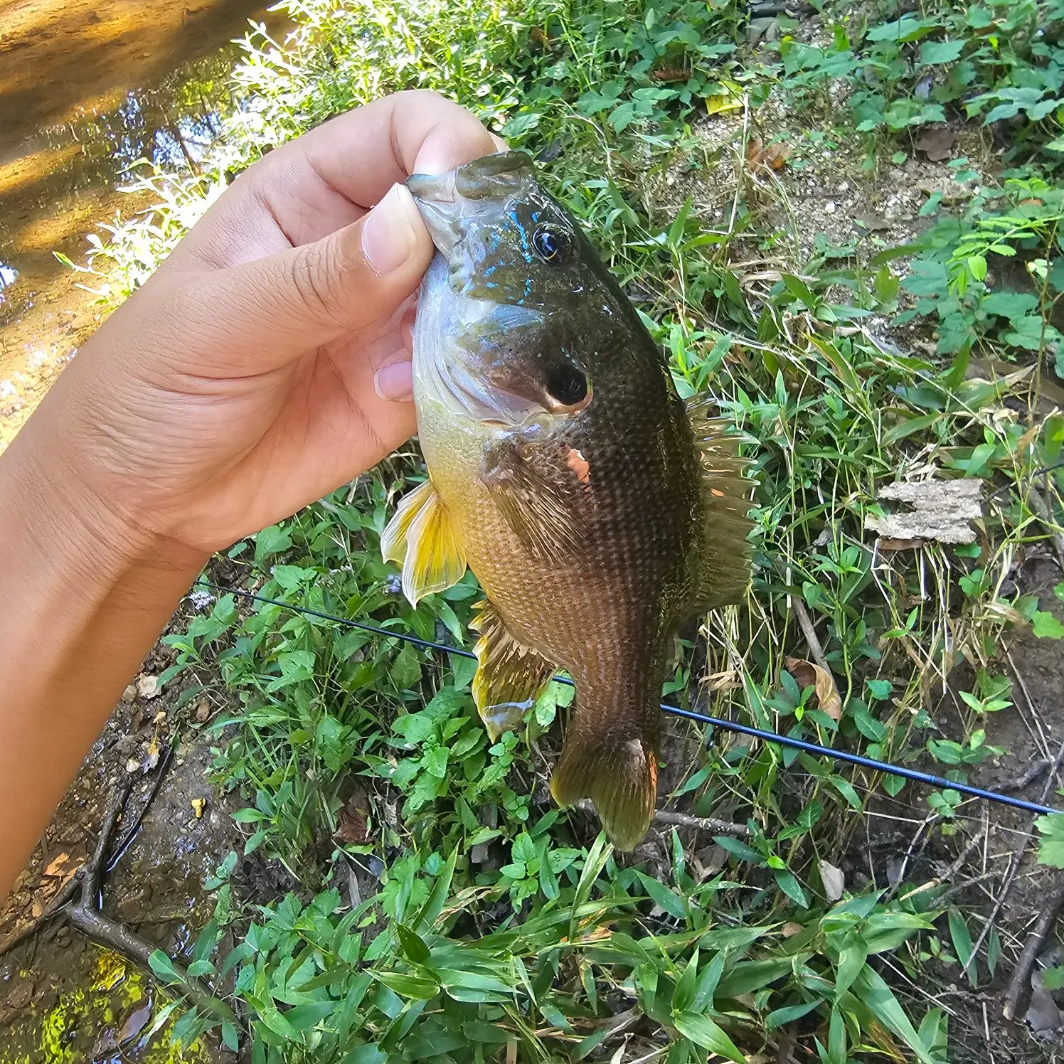 Green sunfish caught on Fishbrain