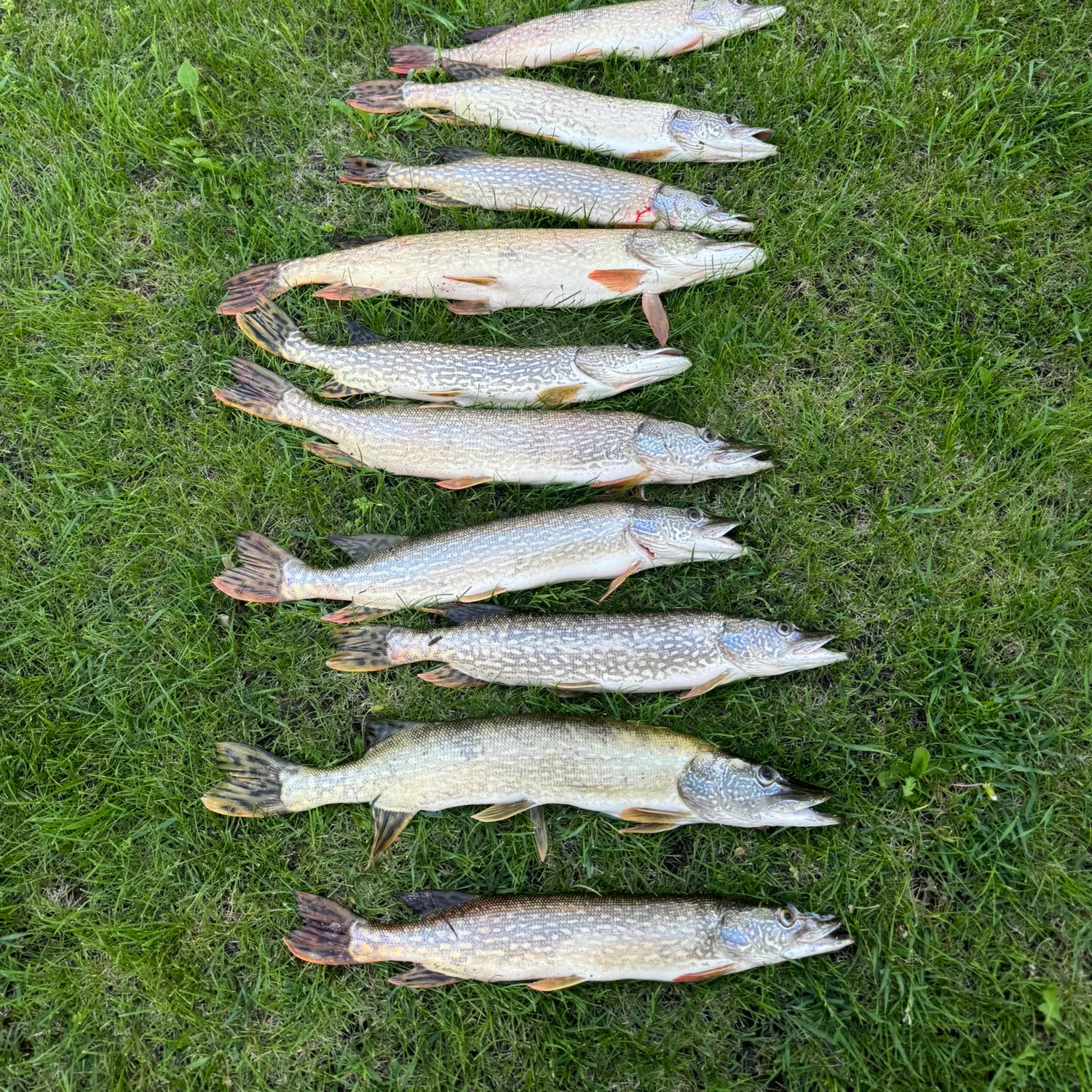 recently logged catches