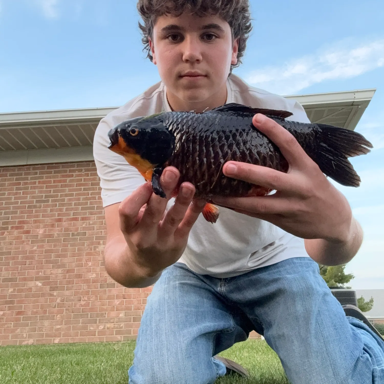 Goldfish caught on Fishbrain