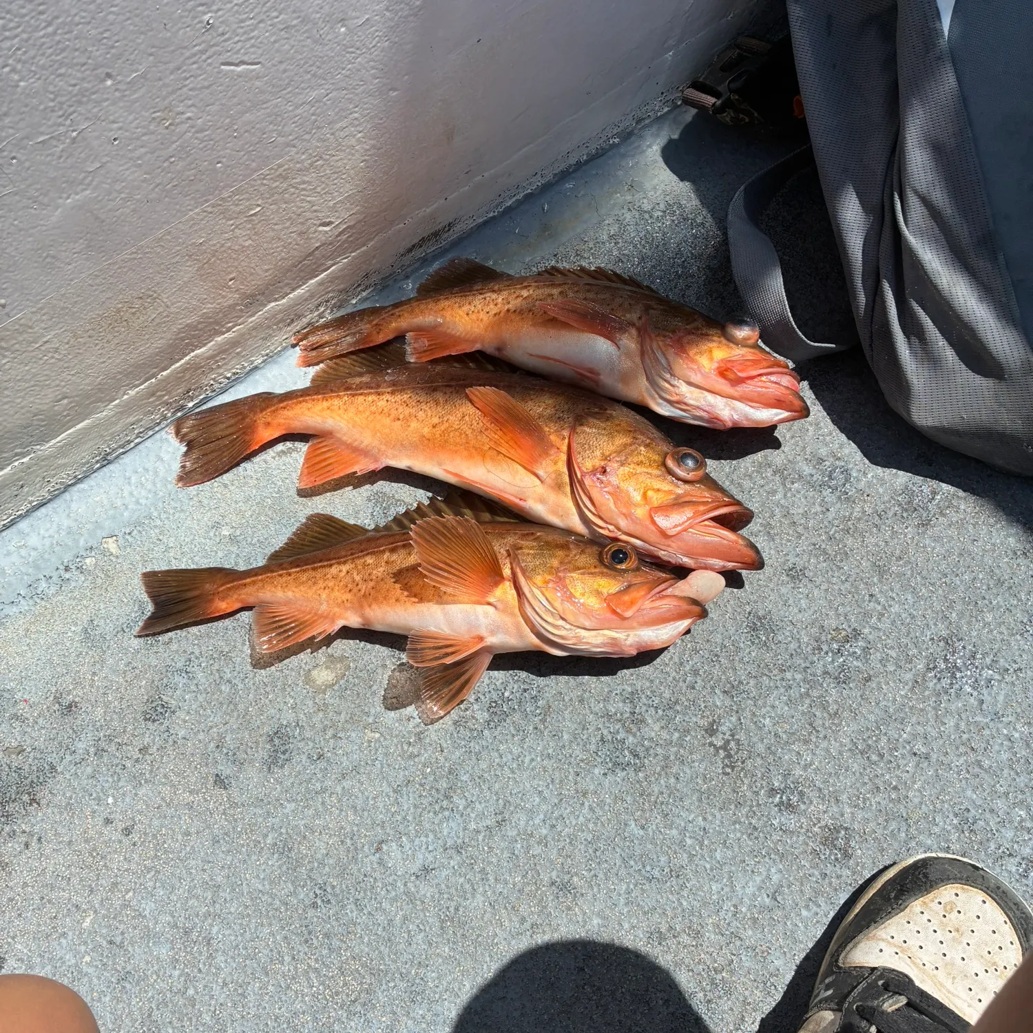 The most recent Bocaccio rockfish catches on Fishbrain