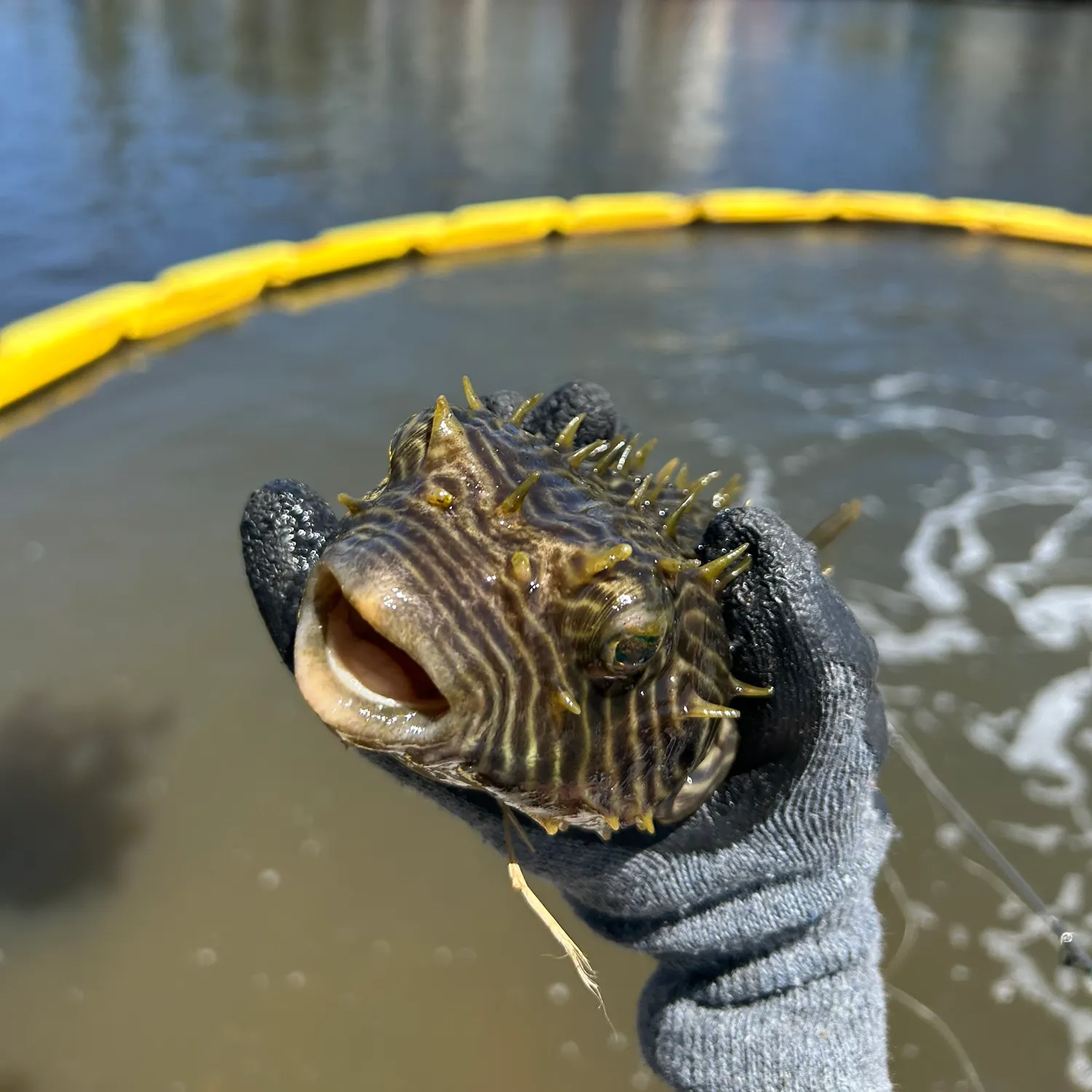 most liked catch image