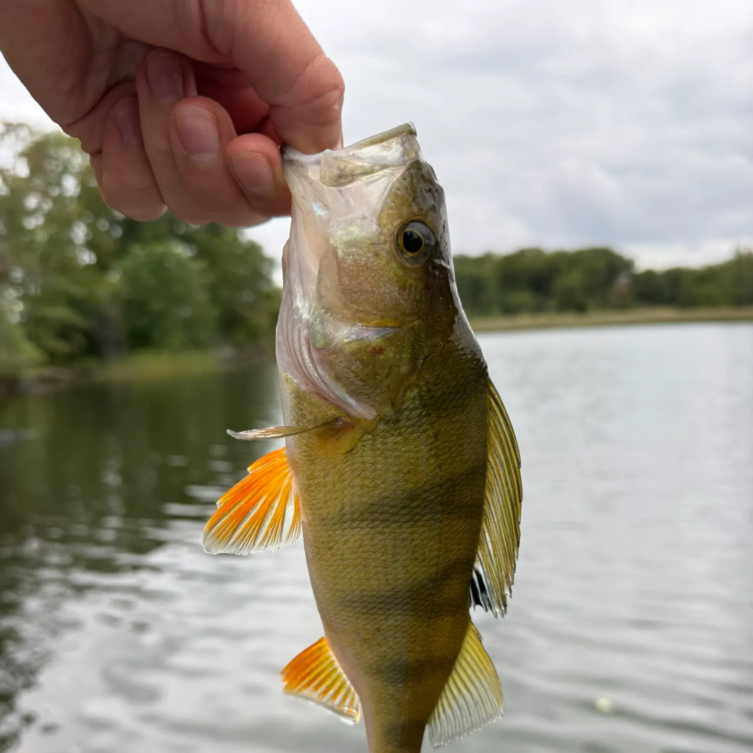 European perch caught on Fishbrain