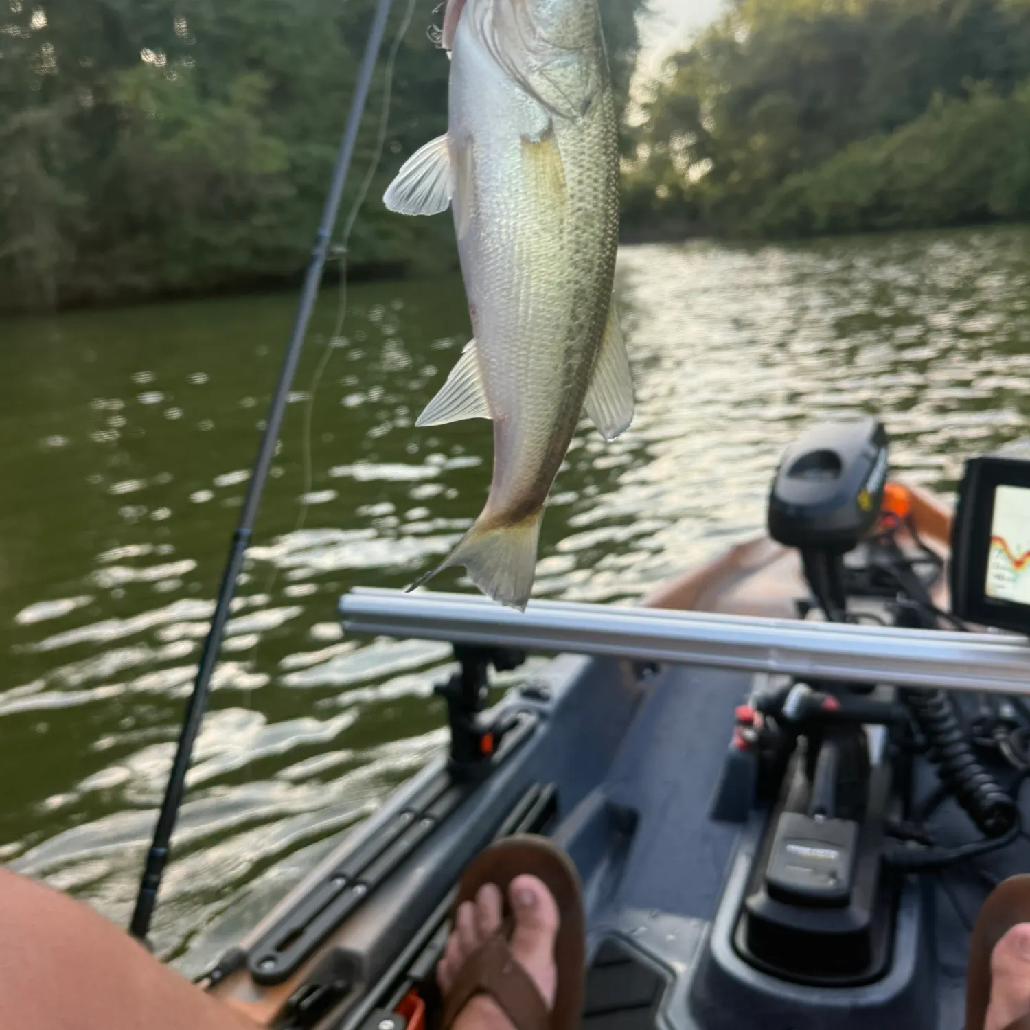 Largemouth bass caught on Fishbrain