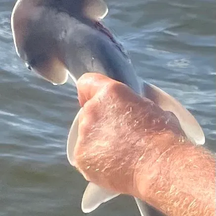 The most recent Bonnethead shark catches on Fishbrain