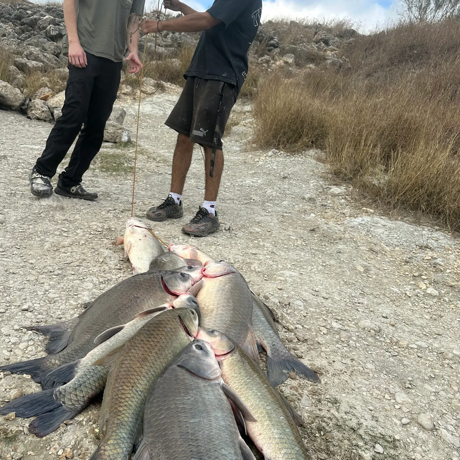 The most recent Smallmouth buffalo catches on Fishbrain