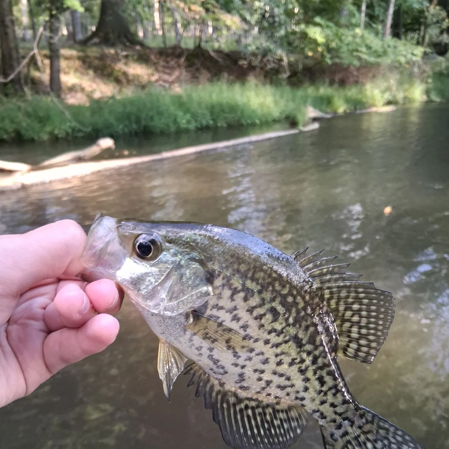 Black crappie caught on Fishbrain