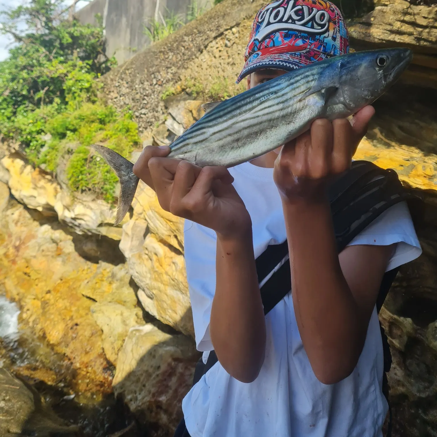 The most recent Australian bonito catches on Fishbrain