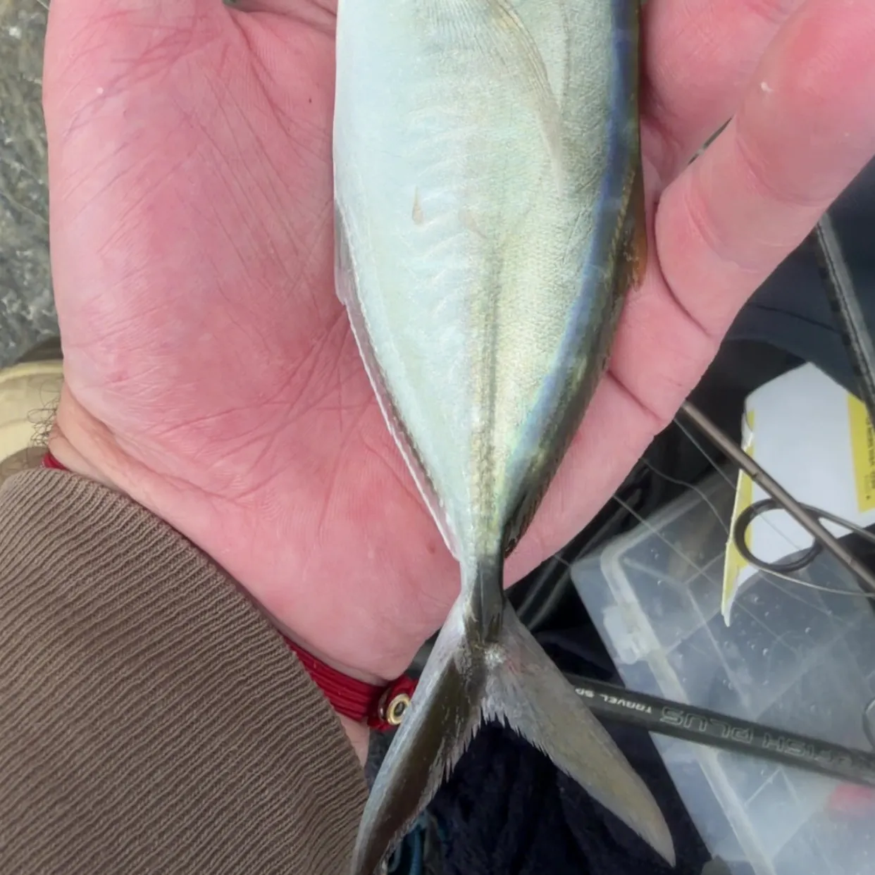 The most recent Bar jack catches on Fishbrain