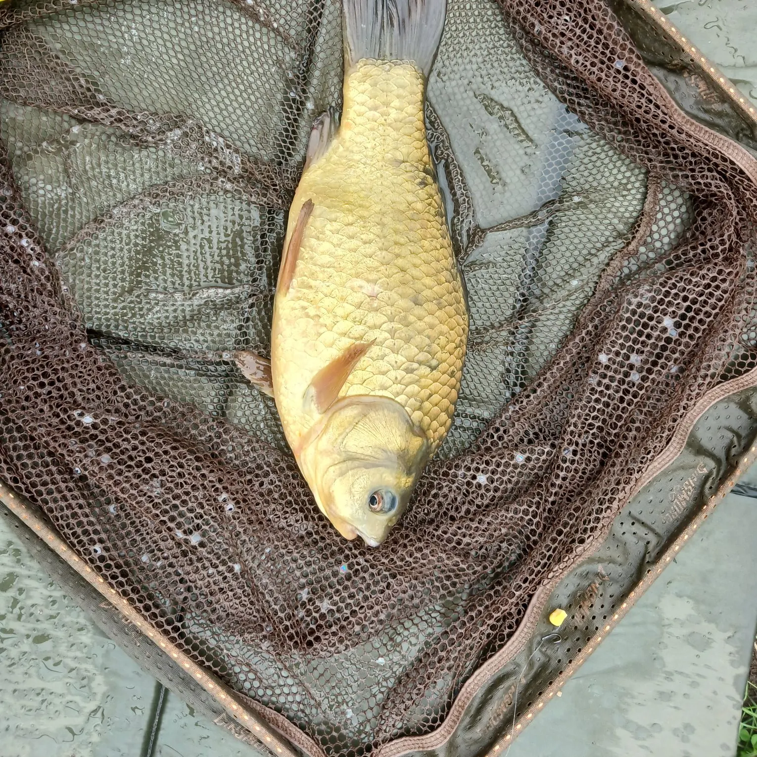 Crucian carp caught on Fishbrain