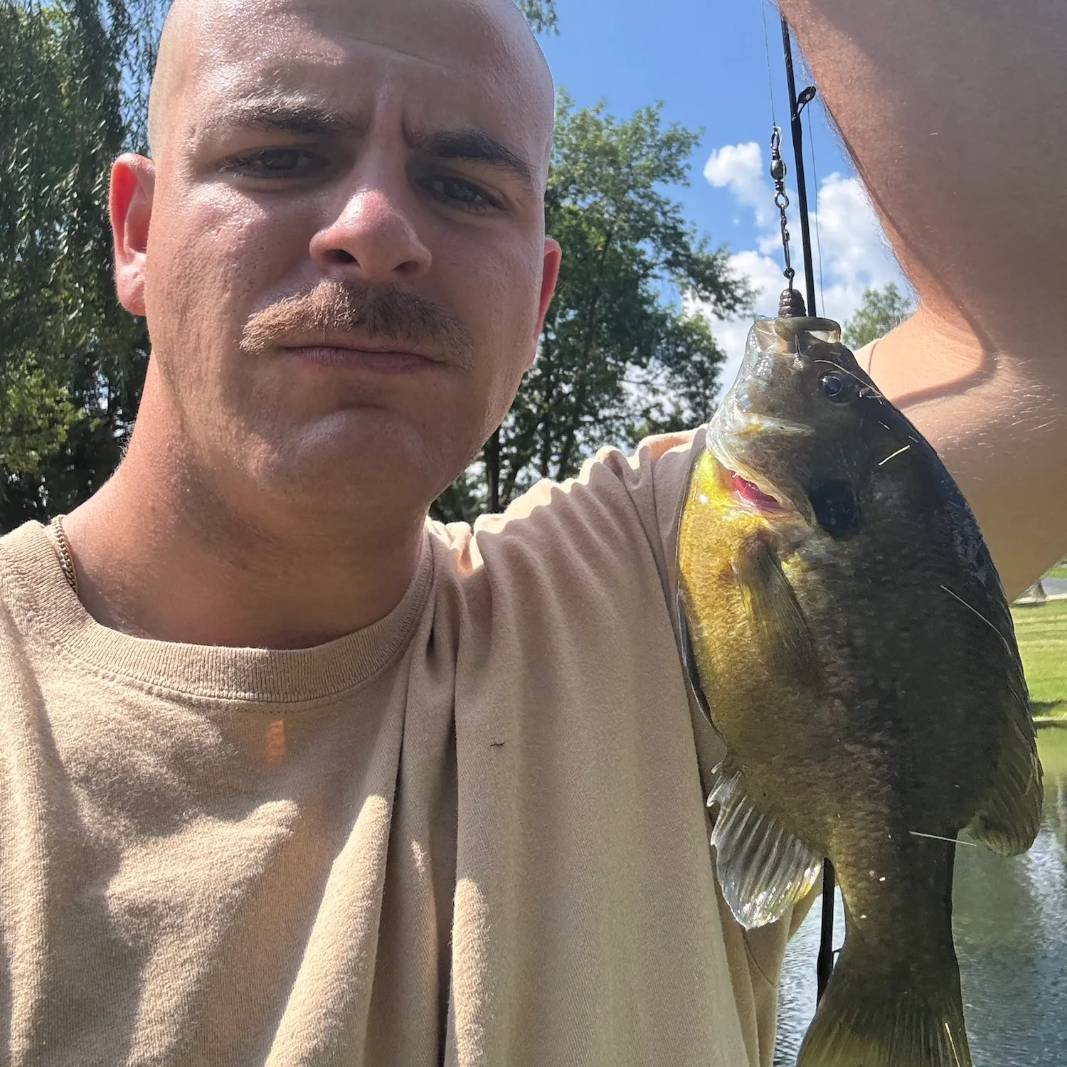 Bluegill caught on Fishbrain