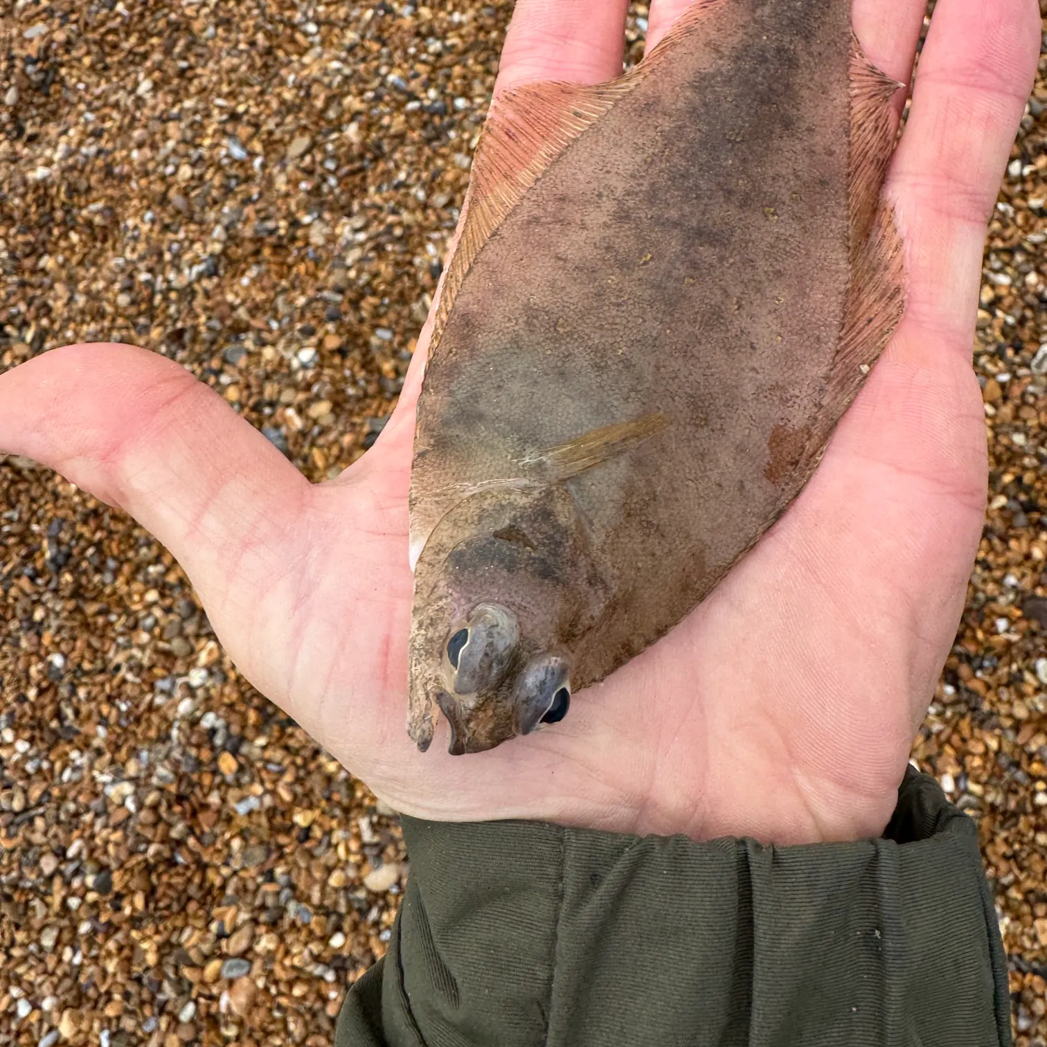 The most recent European flounder catches on Fishbrain