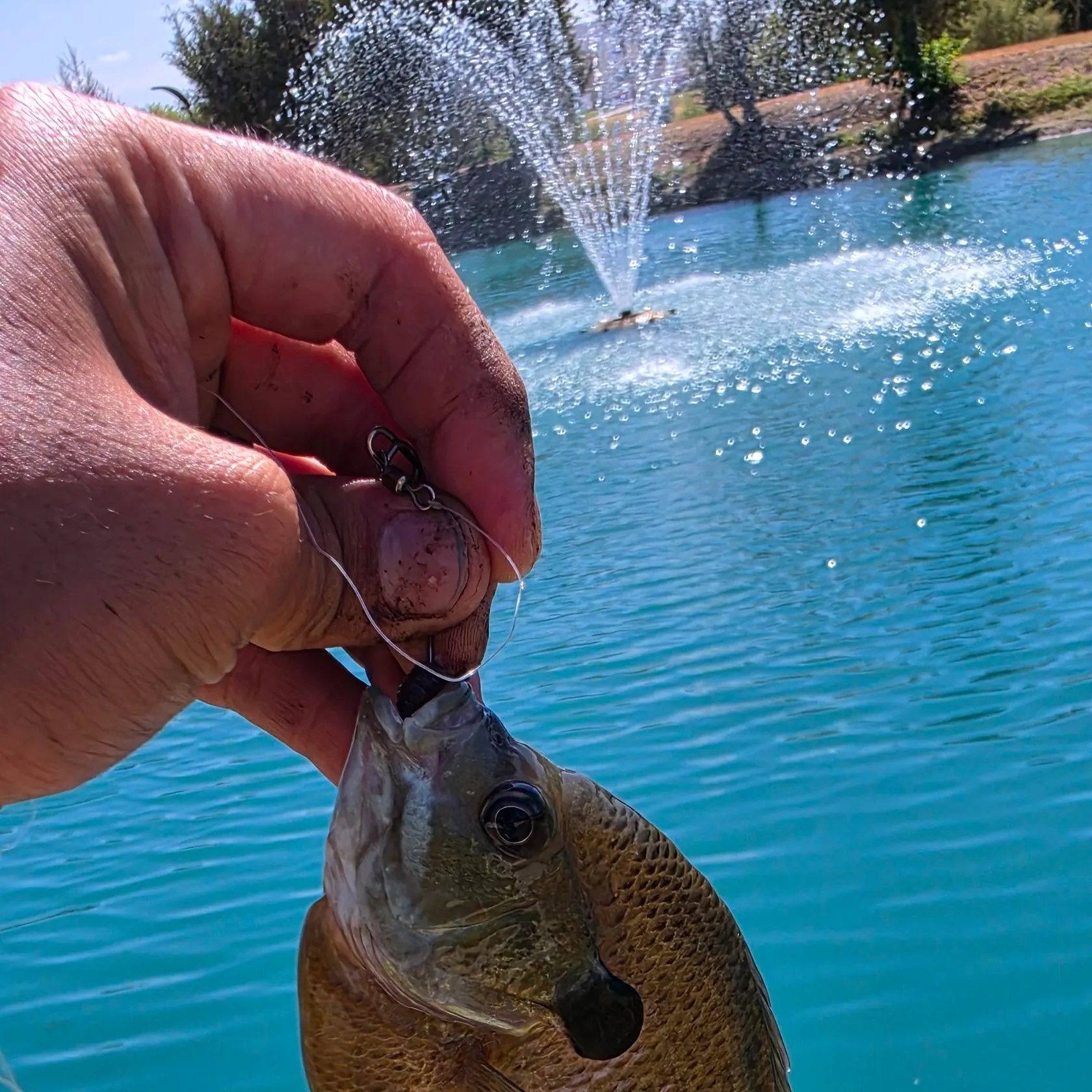 Bluegill caught on Fishbrain
