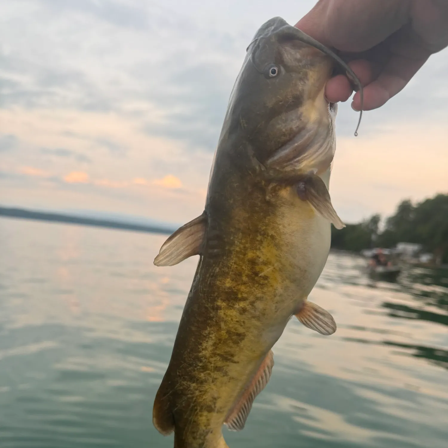 The most recent Brown bullhead catches on Fishbrain