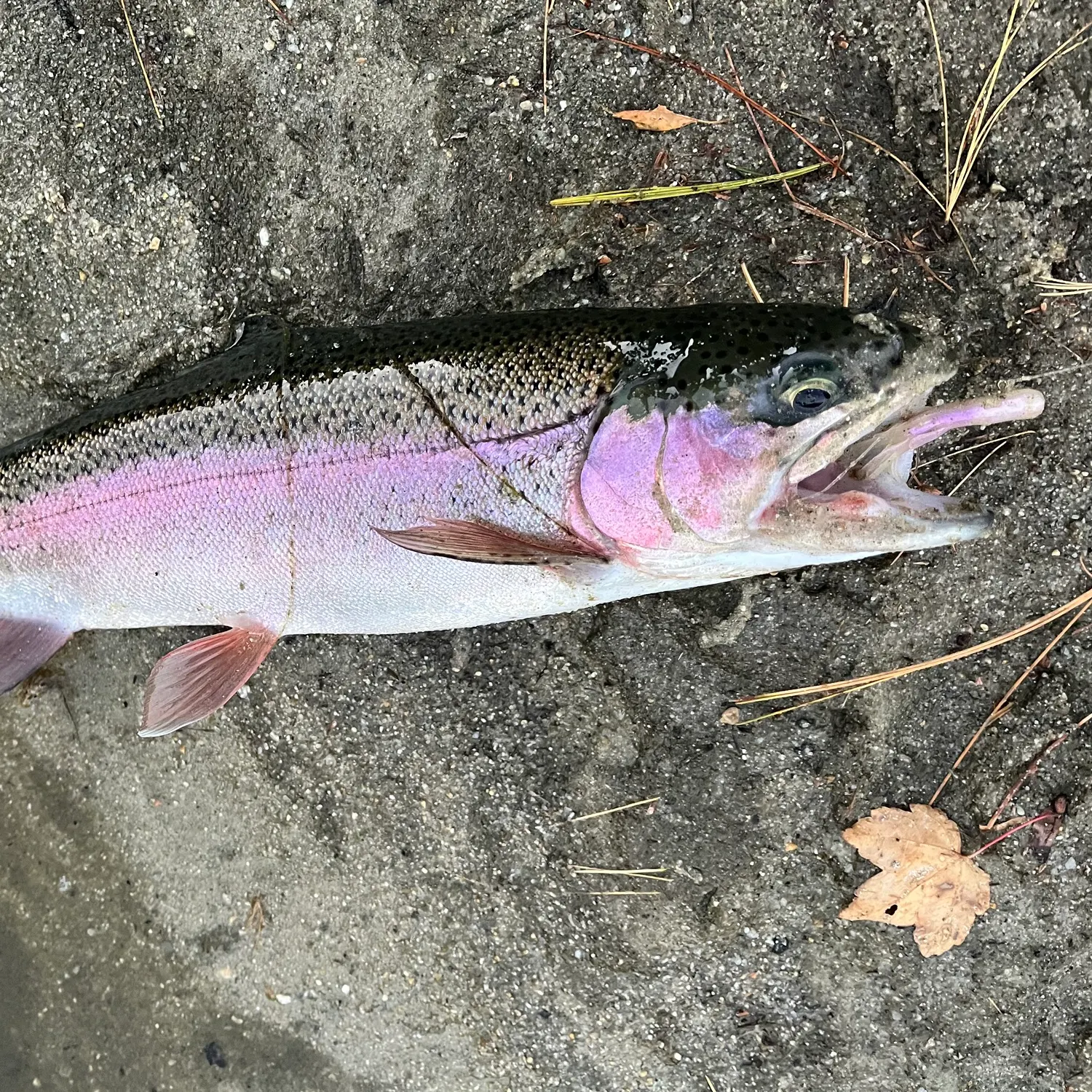 Rainbow trout caught on Fishbrain