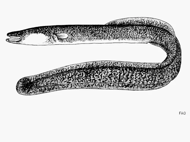 Indian mottled eel