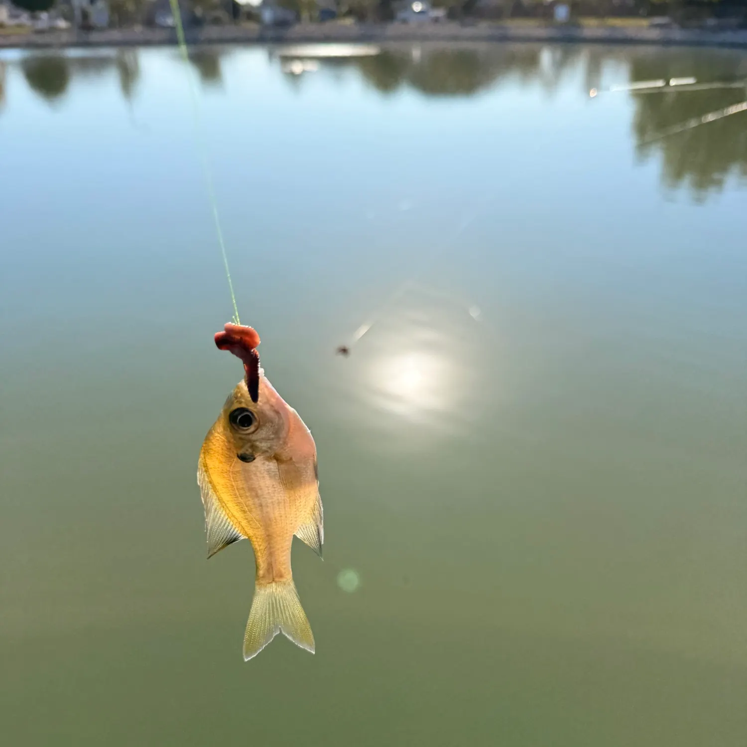 Bluegill caught on Fishbrain