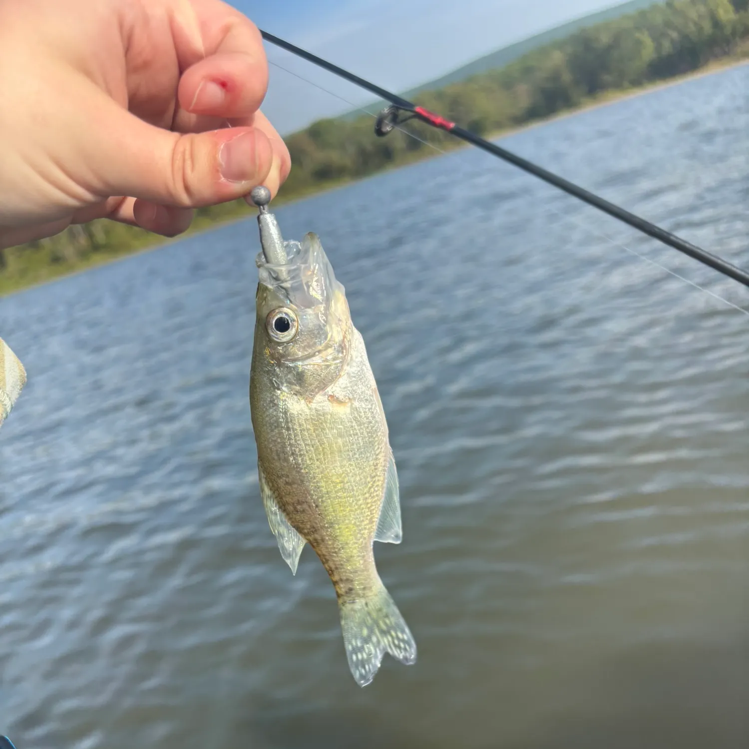 White crappie caught on Fishbrain