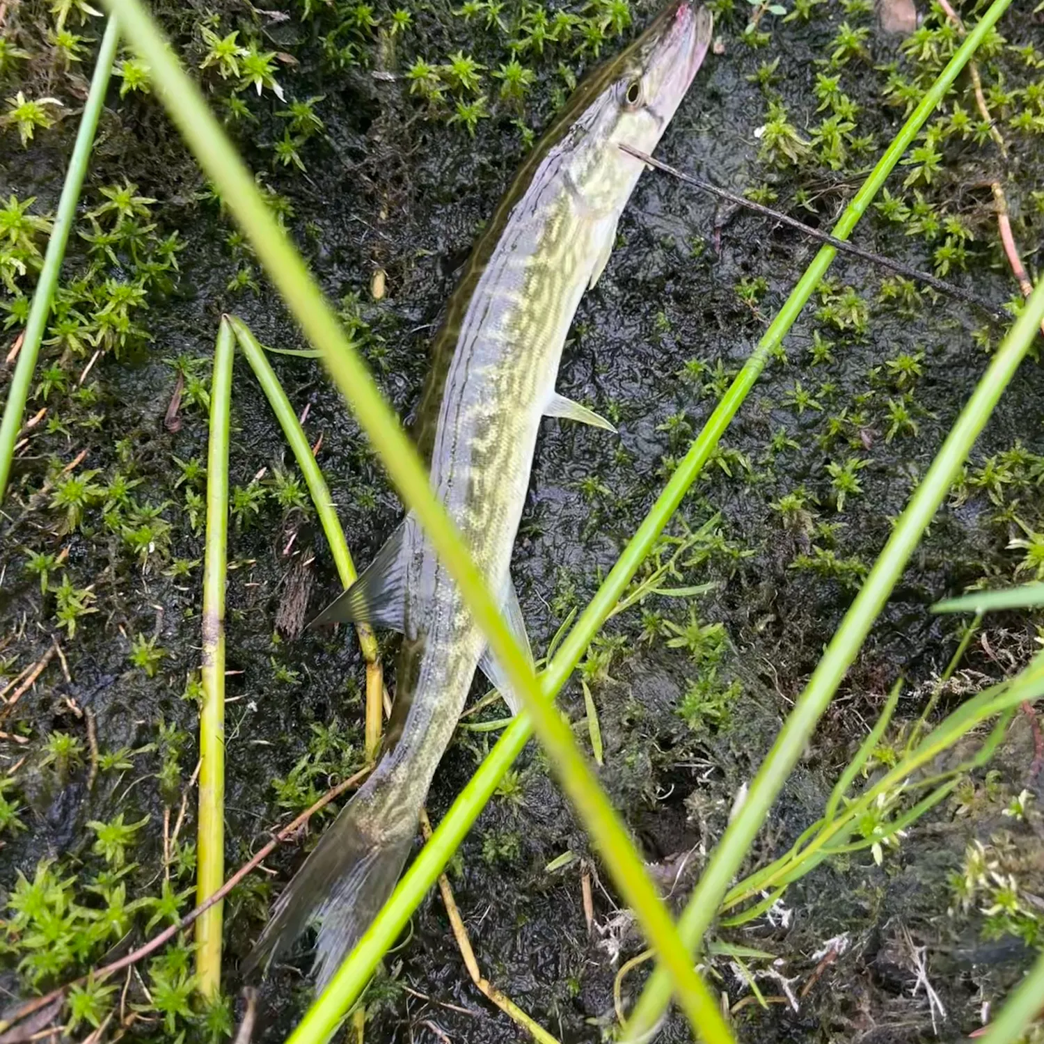 Chain pickerel caught on Fishbrain