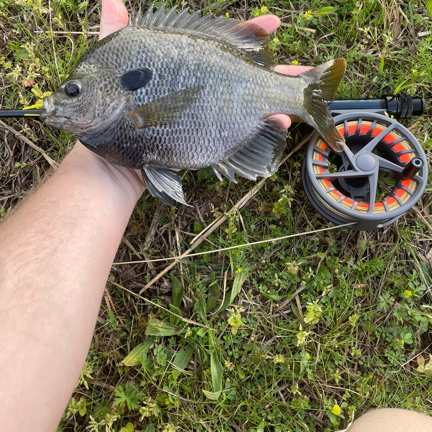 The most recent Spotted sunfish catches on Fishbrain