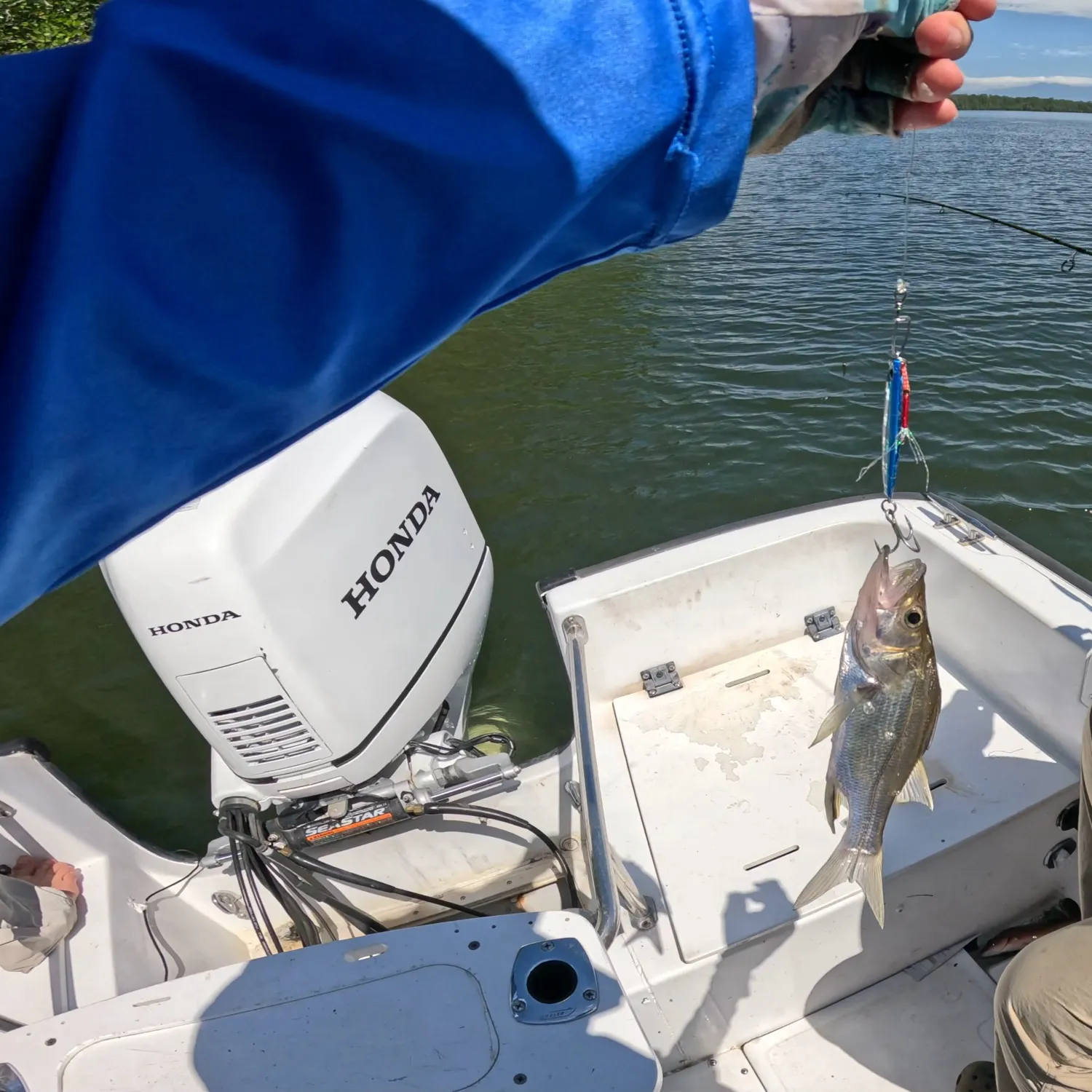 The most recent Armed snook catches on Fishbrain