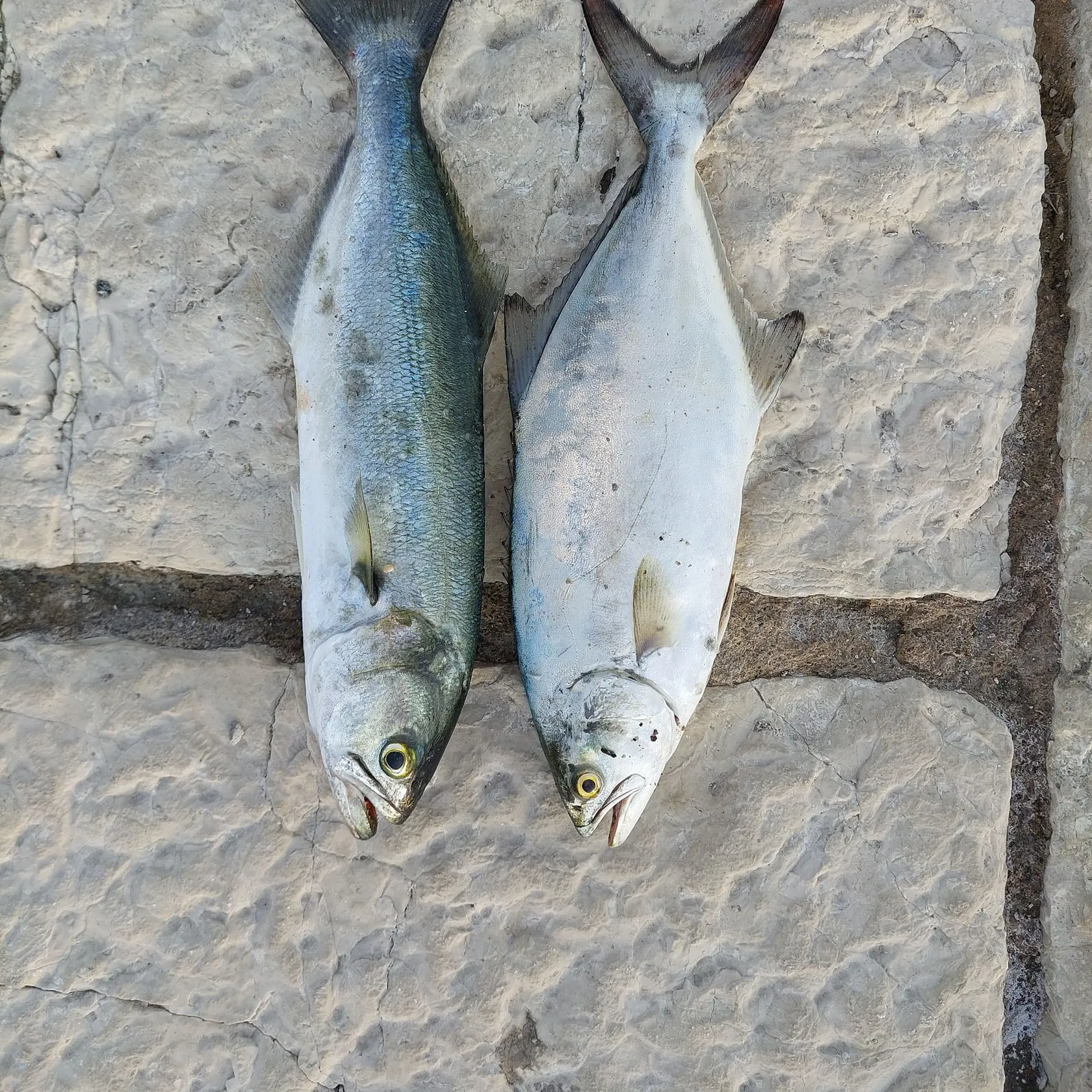 The most recent Leerfish catches on Fishbrain