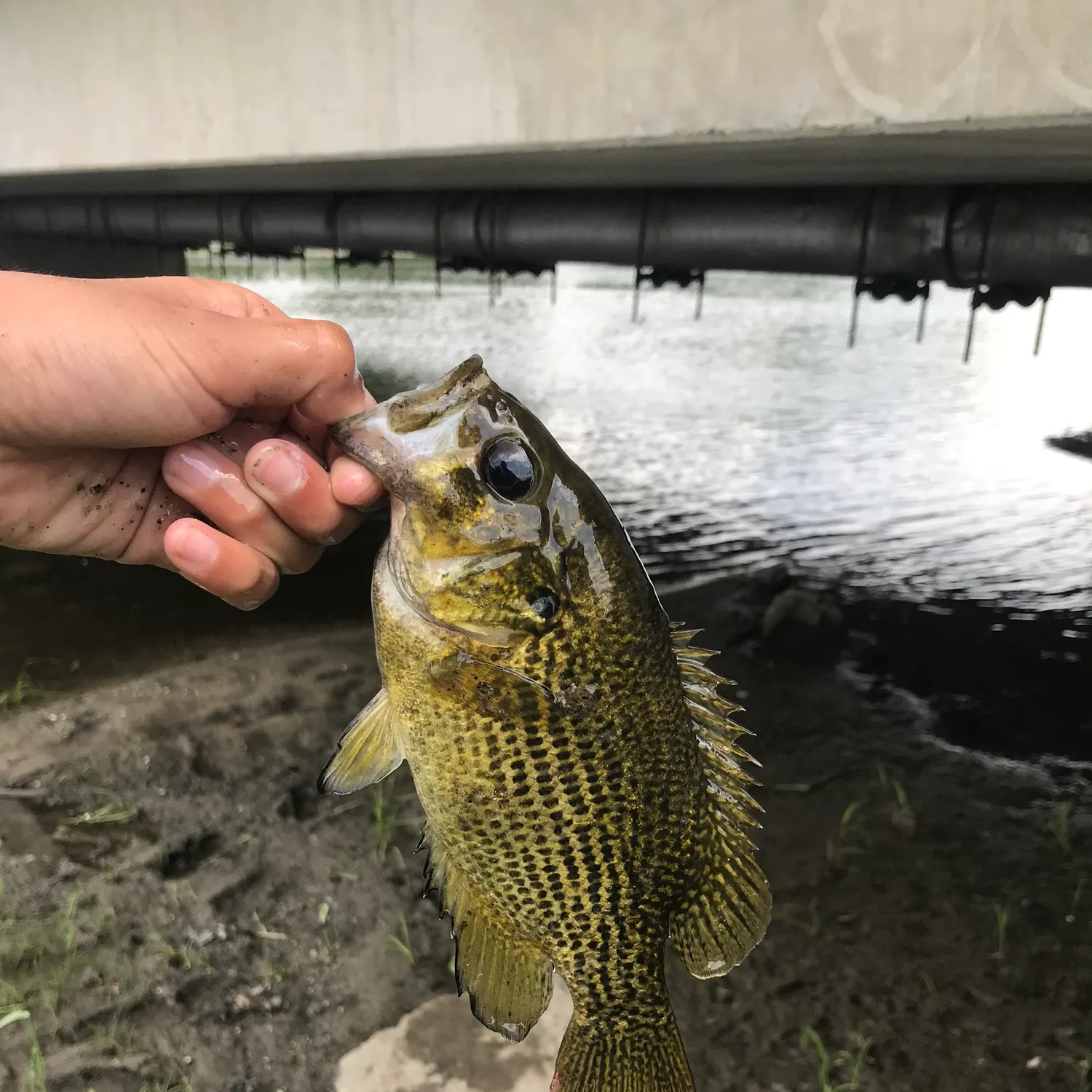 The most recent Rock bass catches on Fishbrain