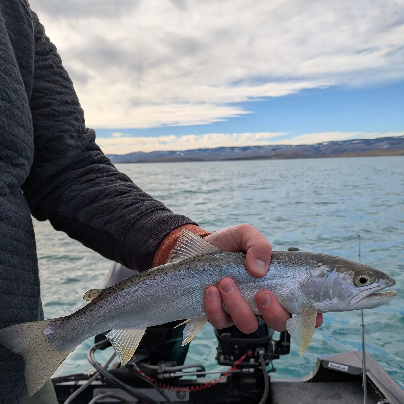 The most recent Bear Lake cutthroat trout catches on Fishbrain