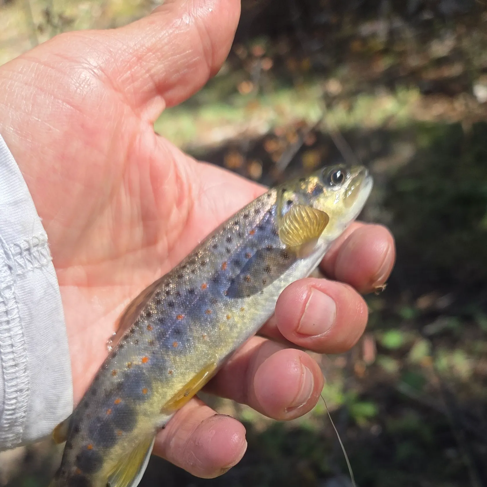 Brown trout caught on Fishbrain