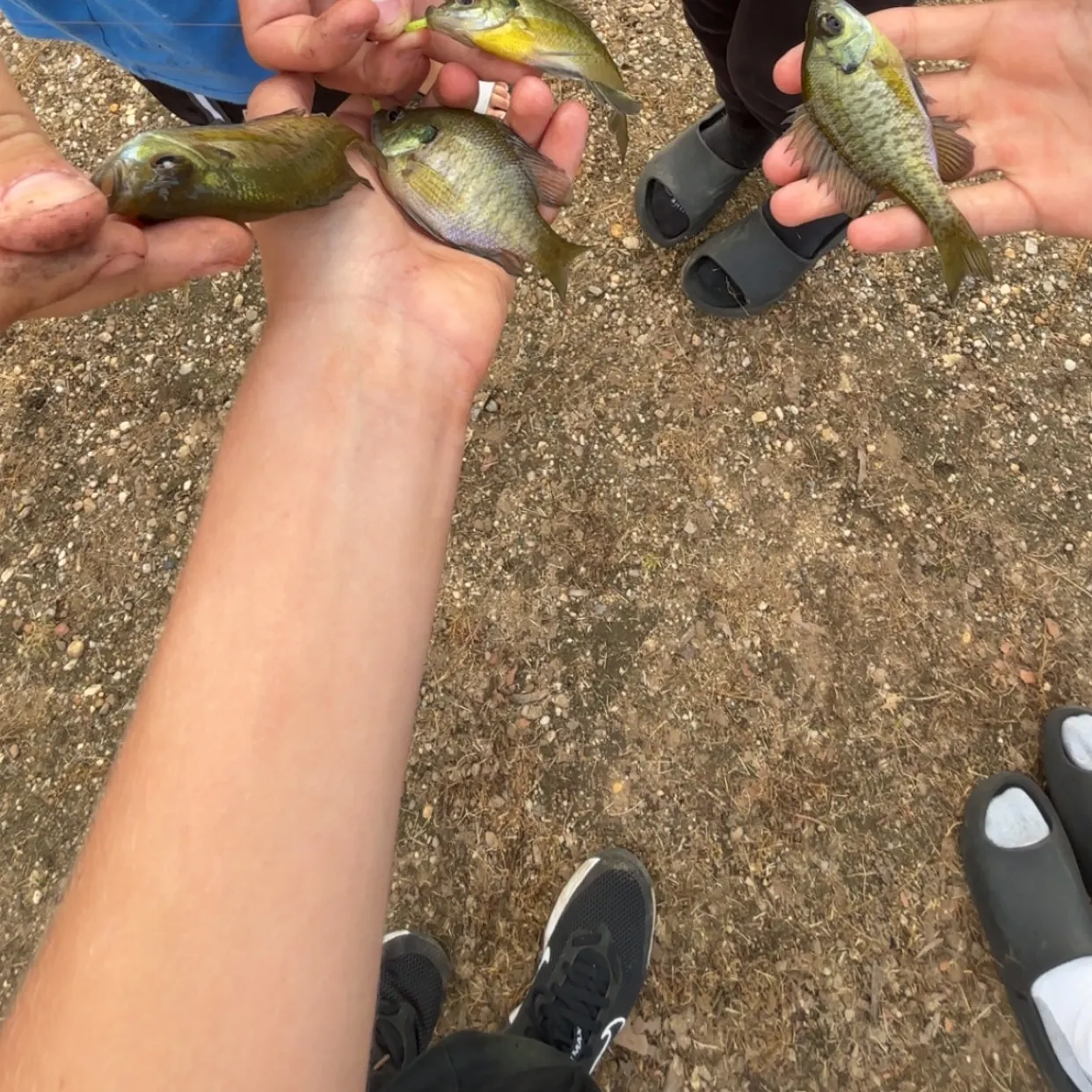 Bluegill caught on Fishbrain