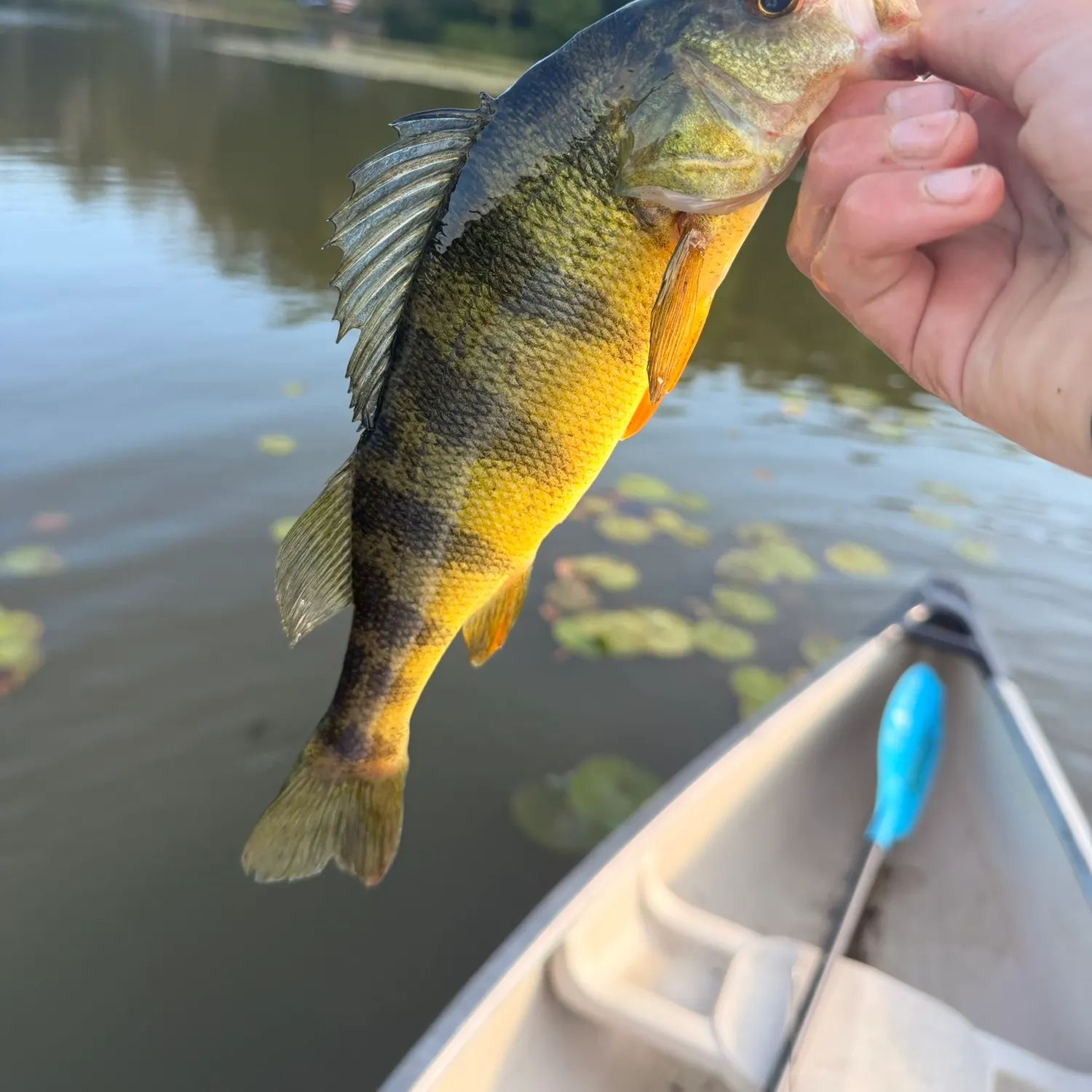 Yellow perch caught on Fishbrain