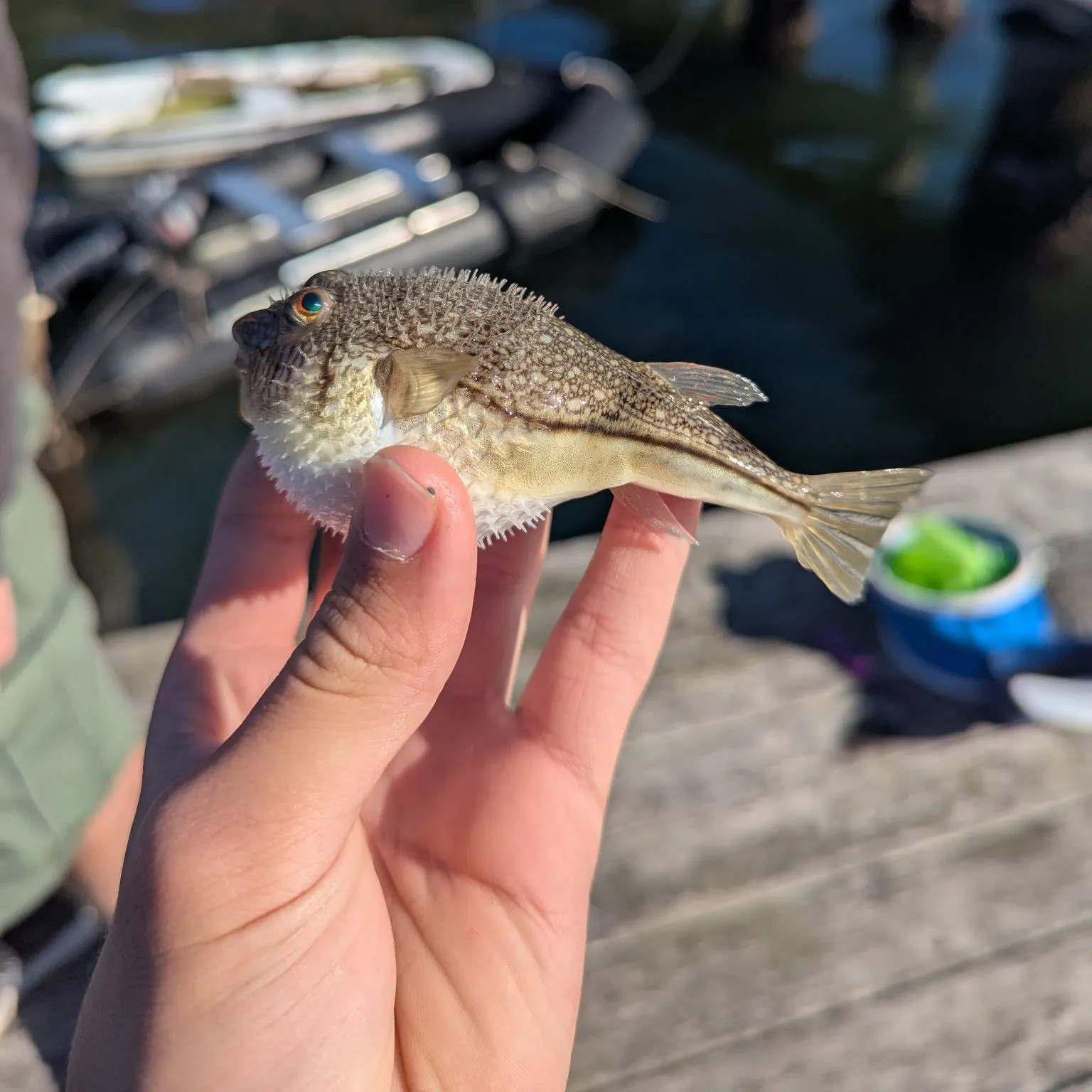 The most recent Evileye pufferfish catches on Fishbrain