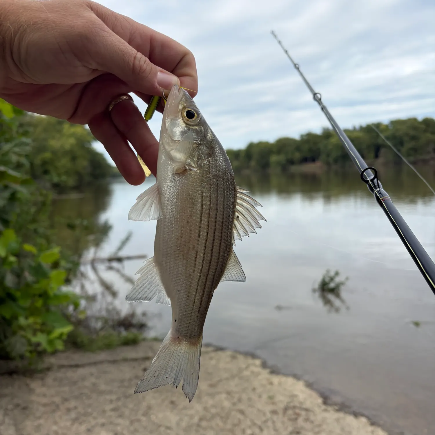 White bass caught on Fishbrain