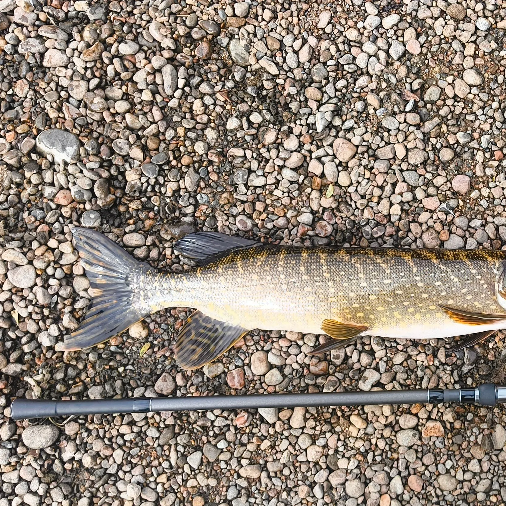 Northern pike caught on Fishbrain