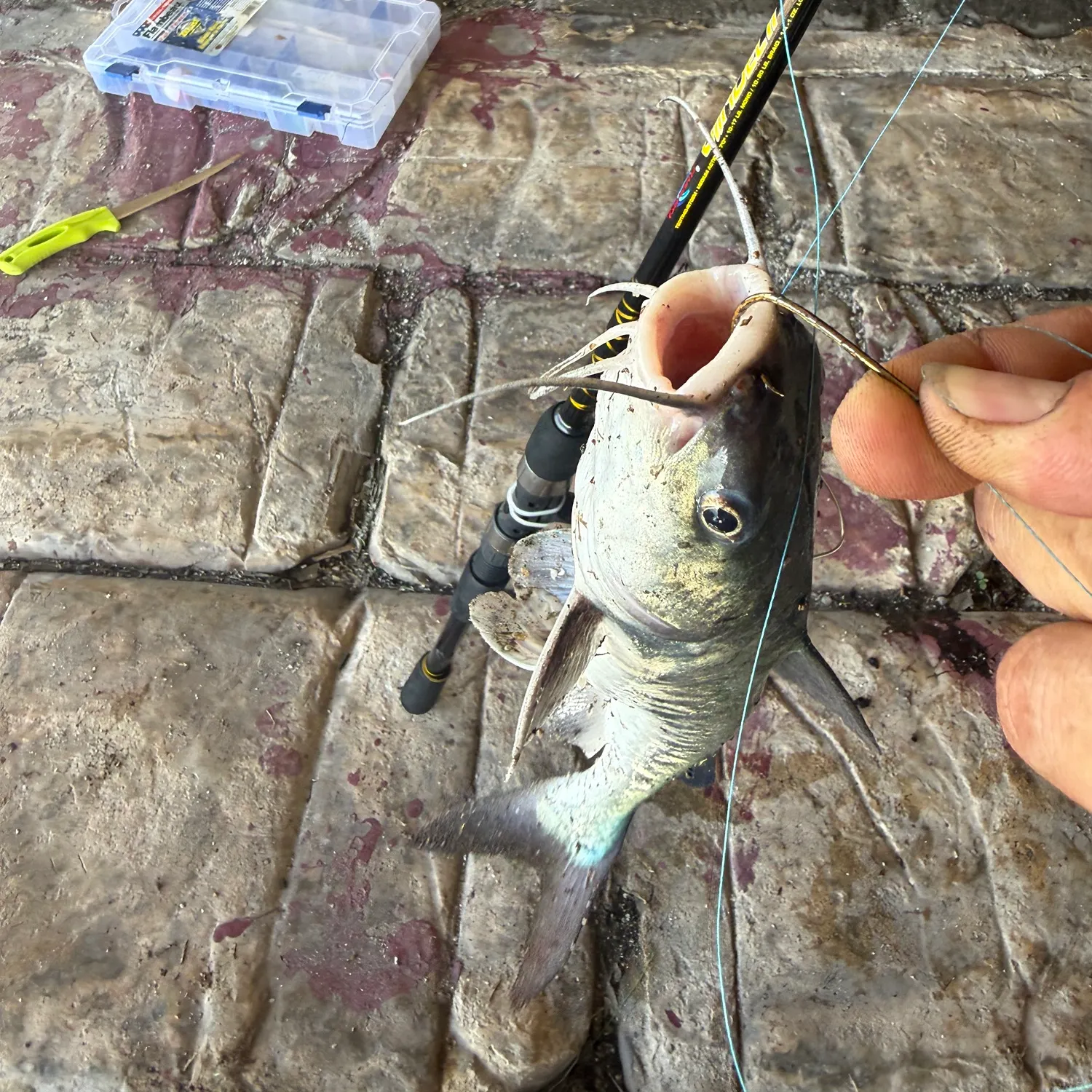 catch