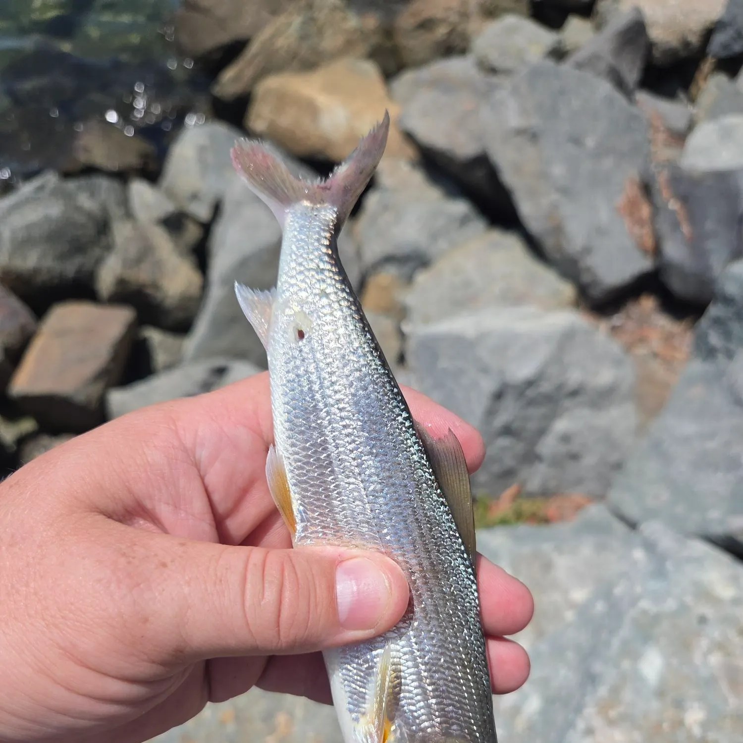 The most recent Cortez bonefish catches on Fishbrain