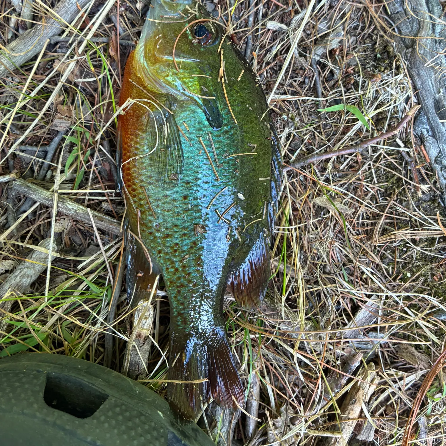 Redbreast sunfish caught on Fishbrain