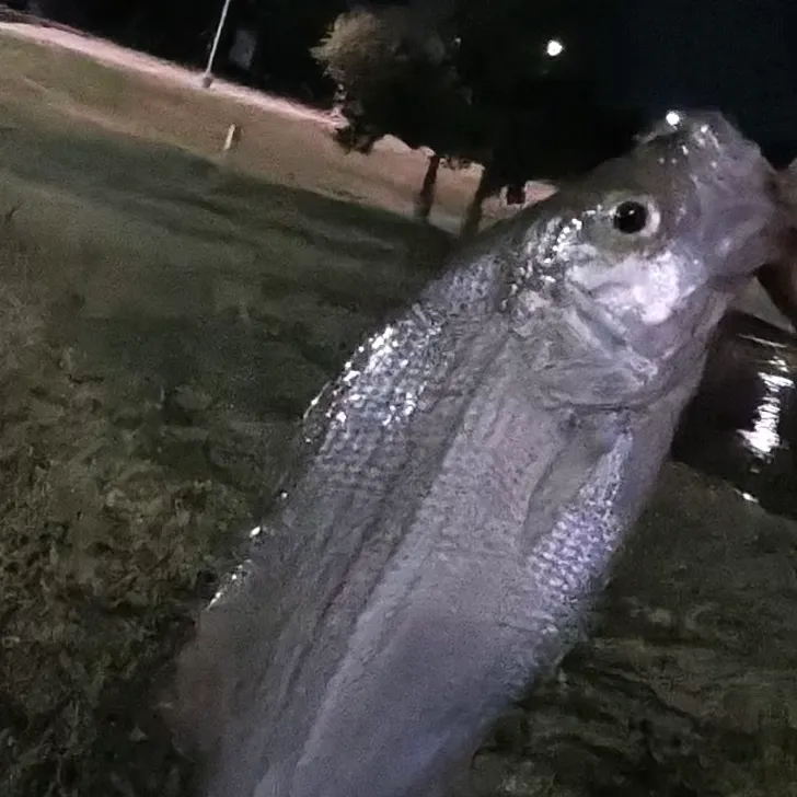 White bass caught on Fishbrain